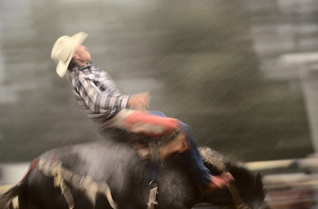 Rodeo. South Island. New Zealand