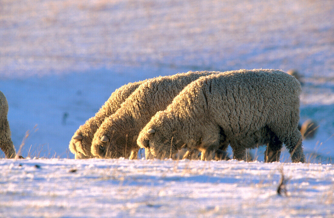 Sheep in snow near Dunedin. South Island. New Zealand