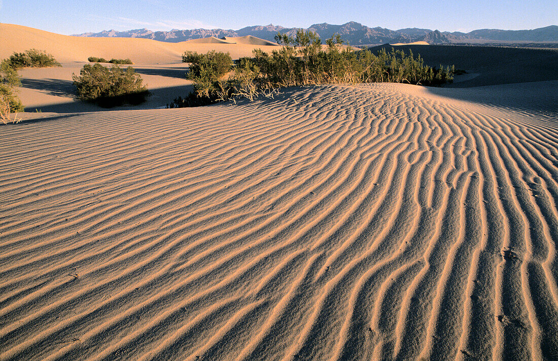 Death Valley NP. California. USA.