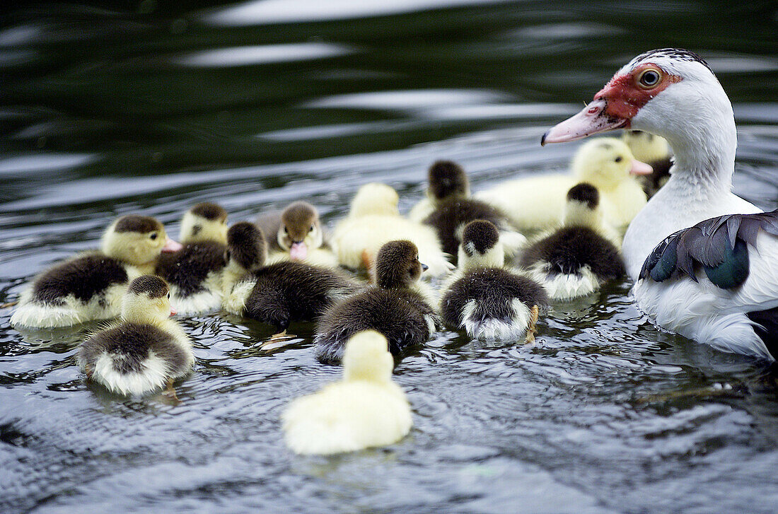 Ducklings