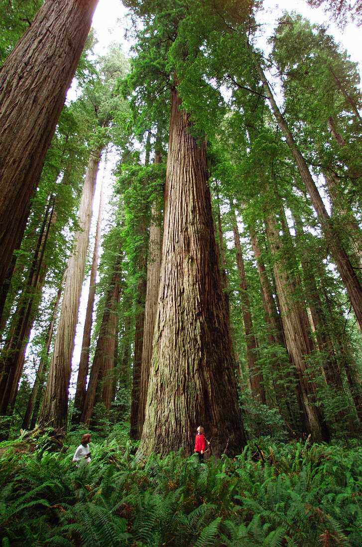 Giant Redwoods. Stout Grove. Jedediah Smith Redwoods State Park. California. USA