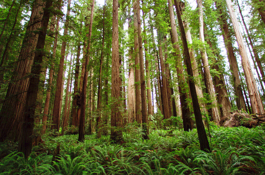 Giant Redwoods. Jedediah Smith Redwoods State Park. California. USA