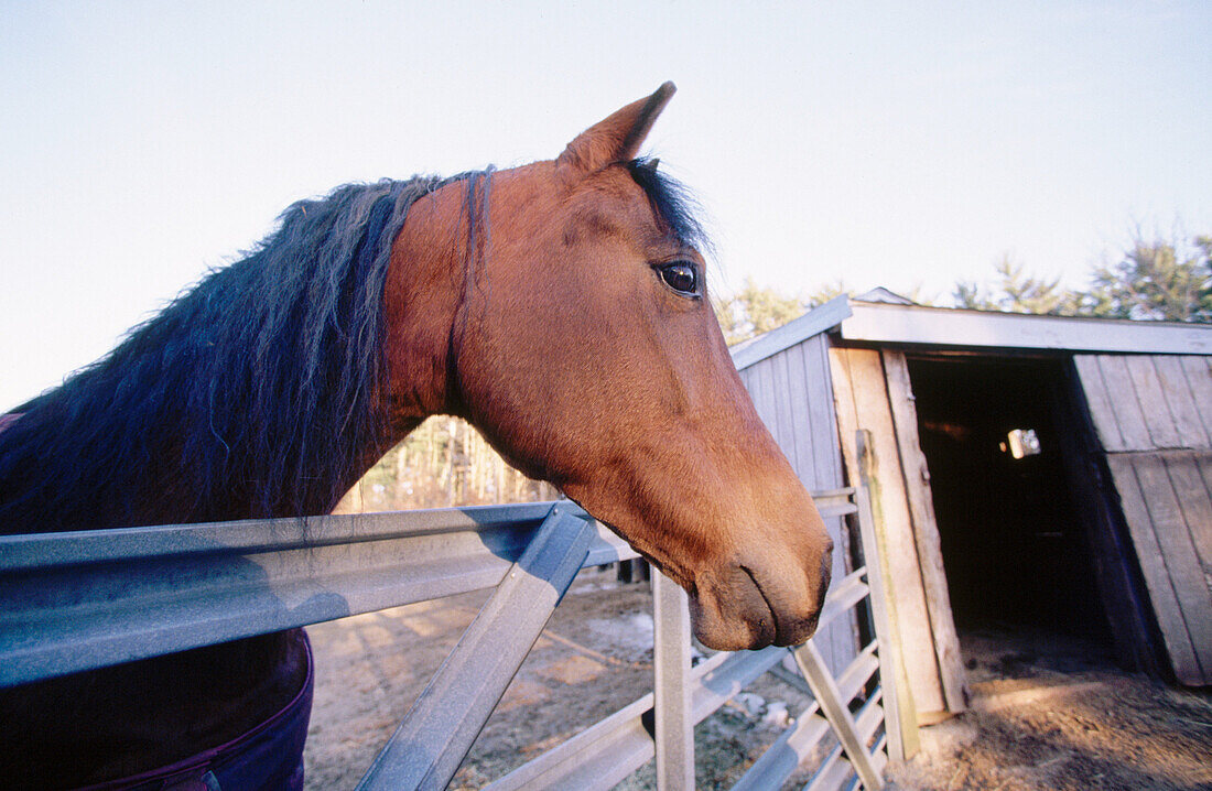Horse in corral