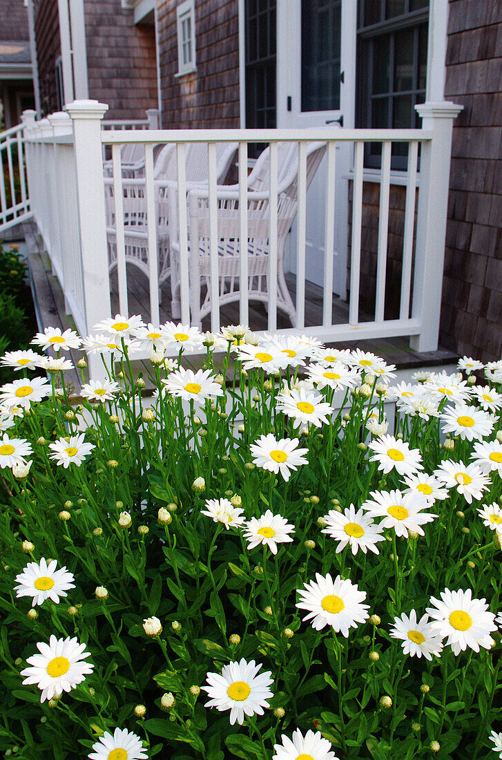  America, Banister, Banisters, Color, Colour, Daisies, Daisy, Daytime, Detail, Details, Exterior, Flower, Flowers, Garden, Gardens, Handrail, Handrails, Horticulture, House, Houses, Housing, North America, Outdoor, Outdoors, Outside, Plant, Plants, Porch,