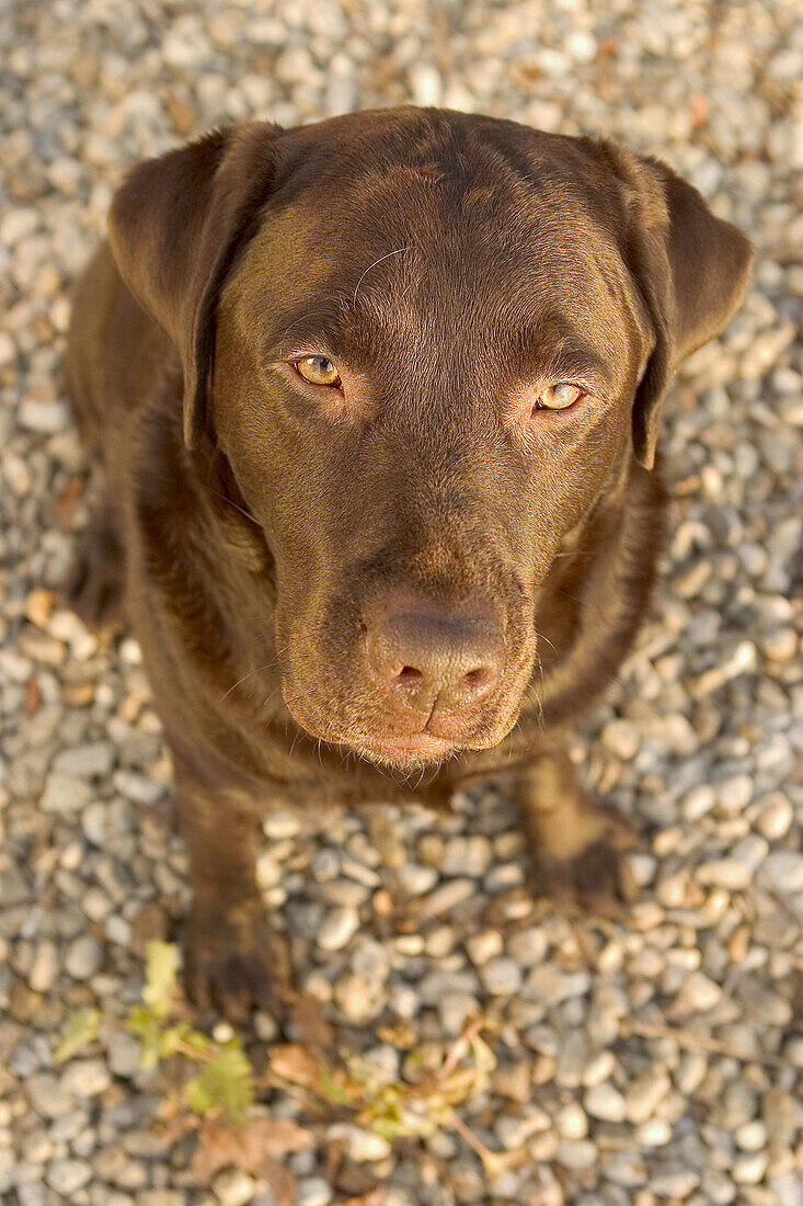 Chocolate Labrador Retriever