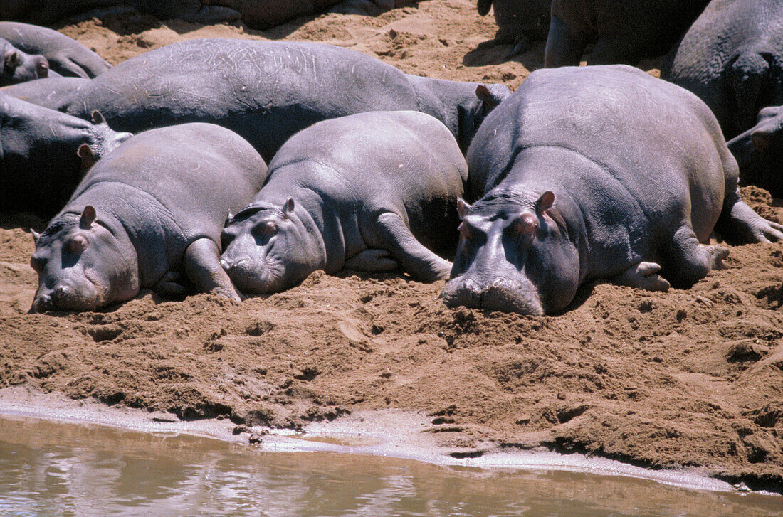 Hippopotamuses (Hippopotamus amphibius). Kruger National Park. South Africa