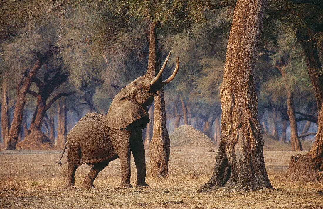 African Elephant (Loxodonta africana). Mana Pools National Park. Zimbabwe