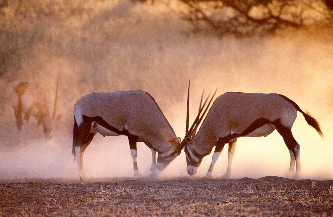 Gemsboks (Oryx gazella). Kalahari Gemsbok NP. South Africa