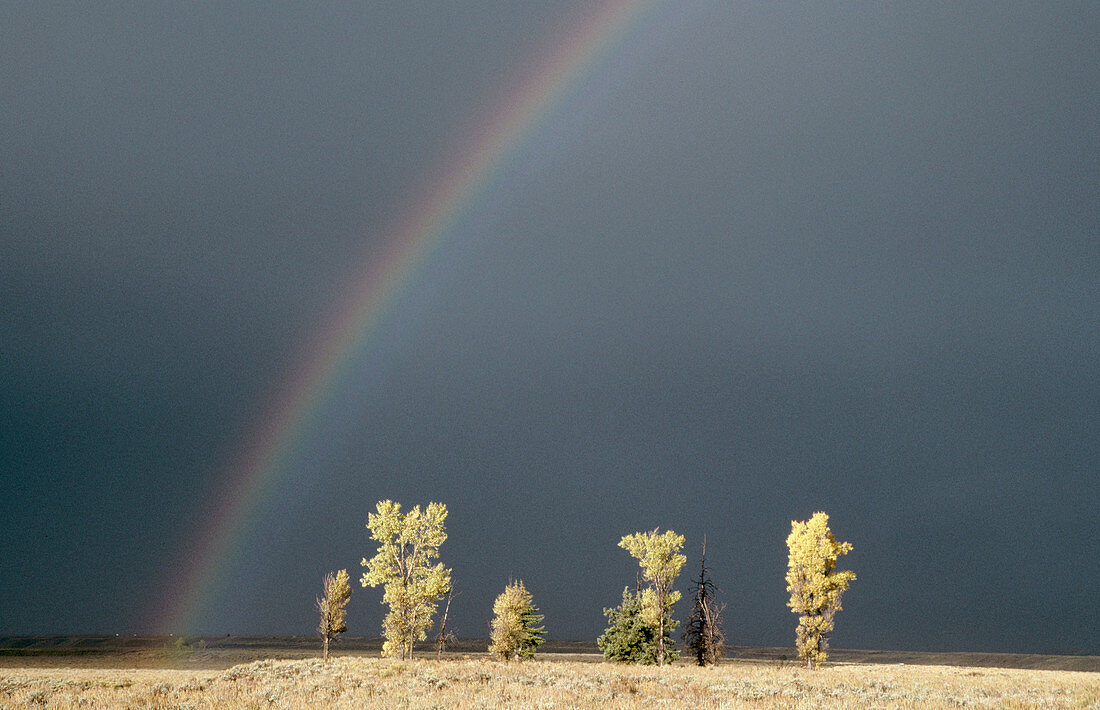 Cottonwoods (Populus deltoides) rainbow and approaching storm. Grand Teton National Park. Wyoming. USA