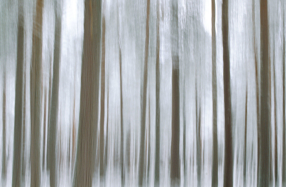 Impressions of Scots Pine (Pinus sylvestris). Woodland in winter. Strathspey. Highlands. Scotland. UK