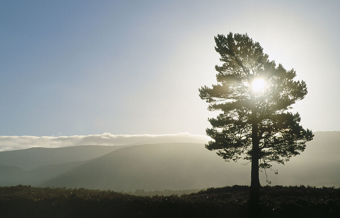 Scots Pine (Pinus sylvestris) single tree at sunrise. Rothiemurchus. Strathspey. Scotland. UK