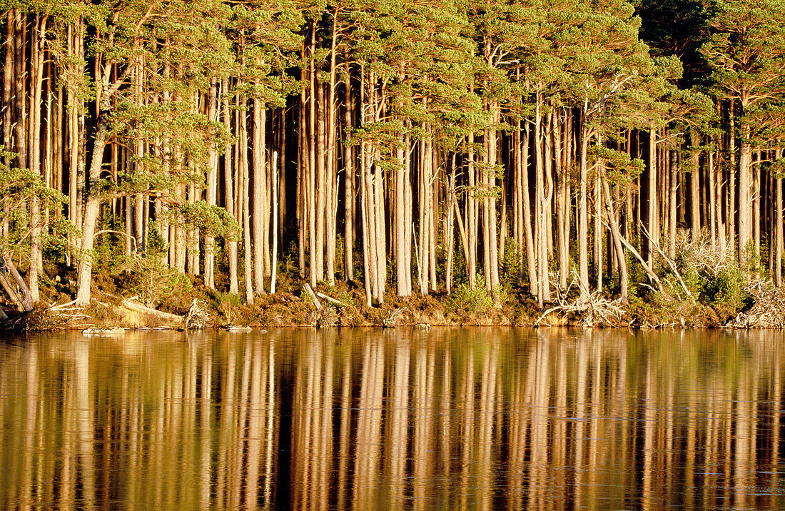 Scots Pine (Pinus sylvestris) section of trunks and reflection. Abernethy forest. Cairngorms National Park. Scotland. UK