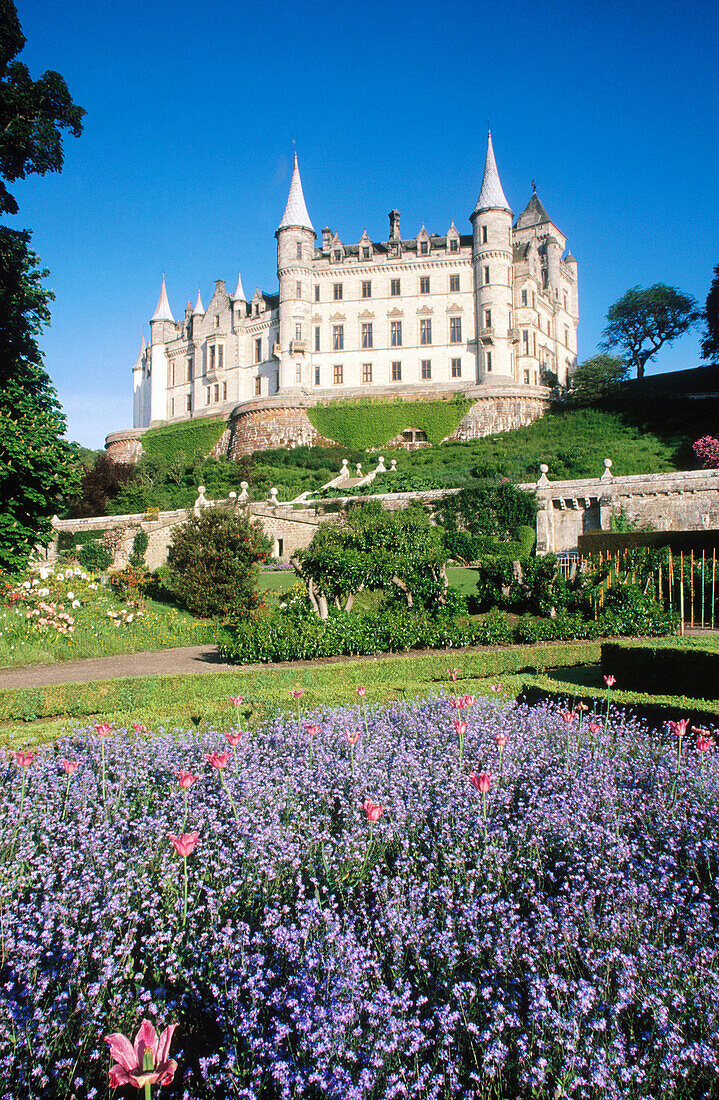 Dunrobin Castle and gardens display of forget-me-not. Golspie. Highland. Scotland. UK