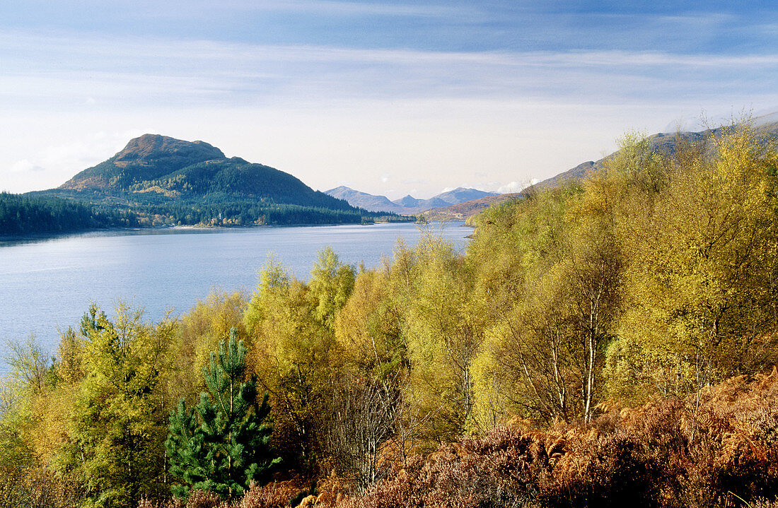 Silver birches (Betula Pendula) in autumn. Along banks of loch laggan. Highlands. Scotland