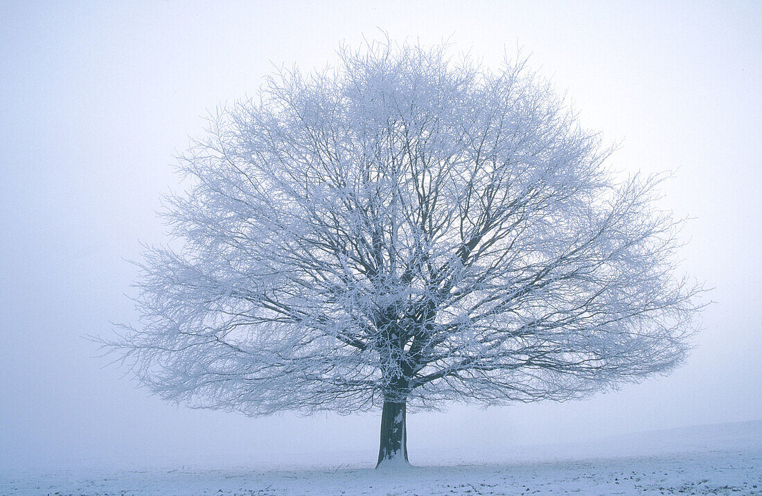 Beech tree in winter (Fagus sylvatica). Hoar frost on branches. Derbyshire. UK