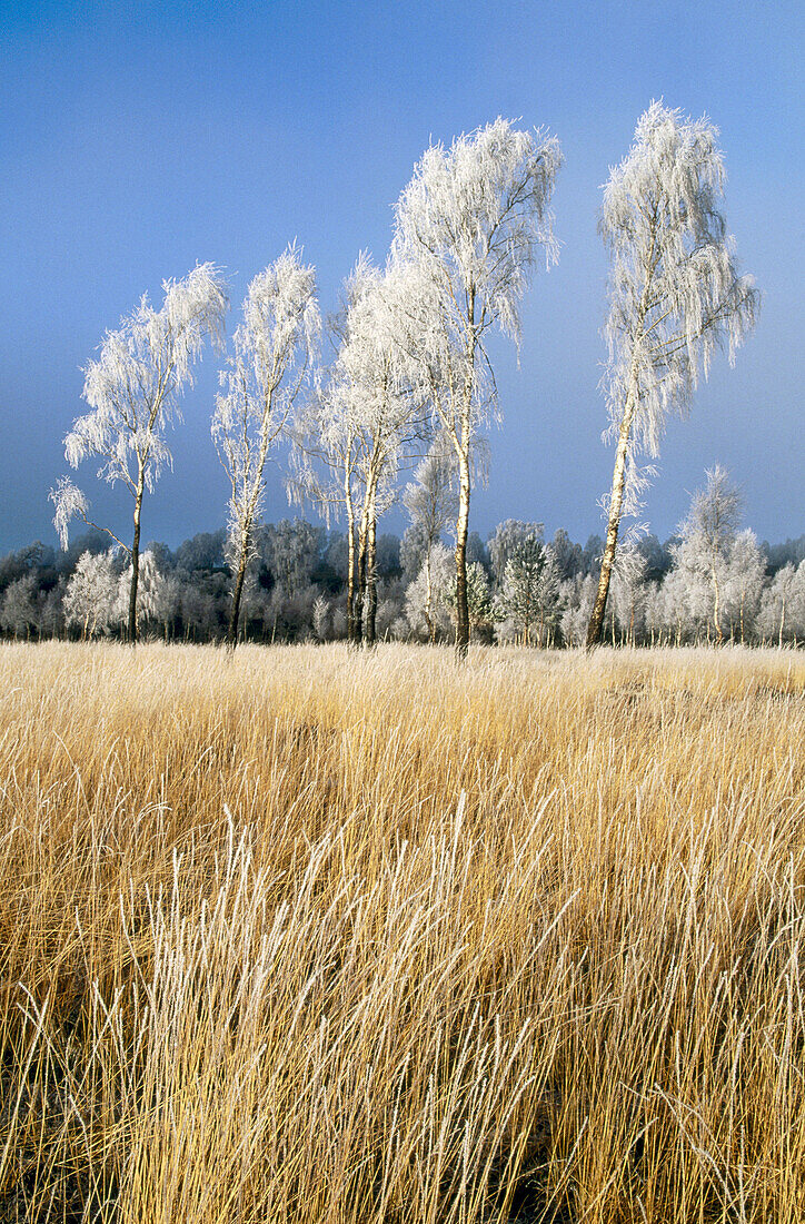 Silver Birch (Betula pendula) and grasses coated in hoar frost. Scotland. UK