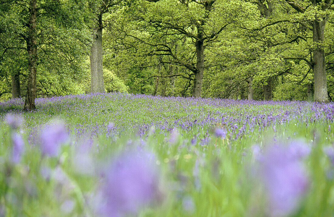 Bluebells Hyacinthoides non-scriptus in beech forest (Fagus sylvatica). Scotland. Uk