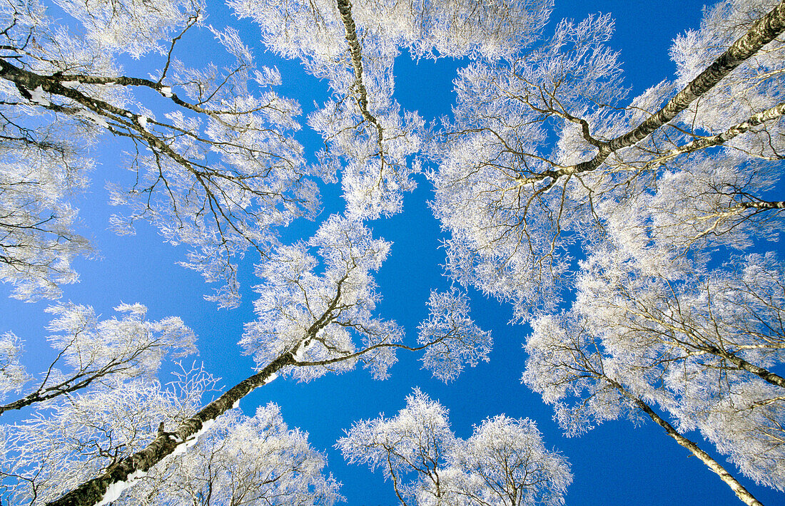 Silver Birch (Betula pendula). Snow covered branches in winter. Cairngorms National Park. Scotland. UK