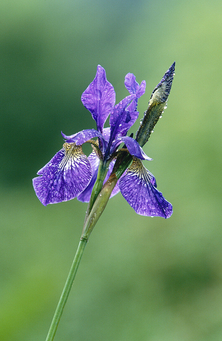 Iris (Iris cretensis)