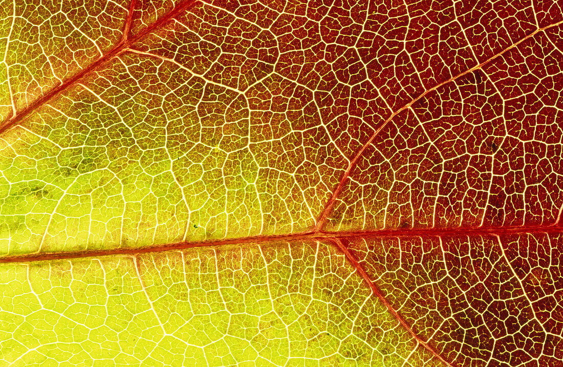 Close-up of leaf showing vein structure and autumn colour of virginia creeper