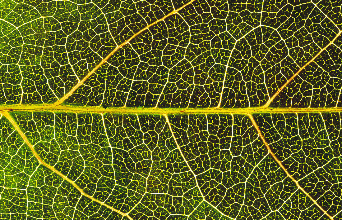 Close-up of leaf showing vein structure of virginia creeper