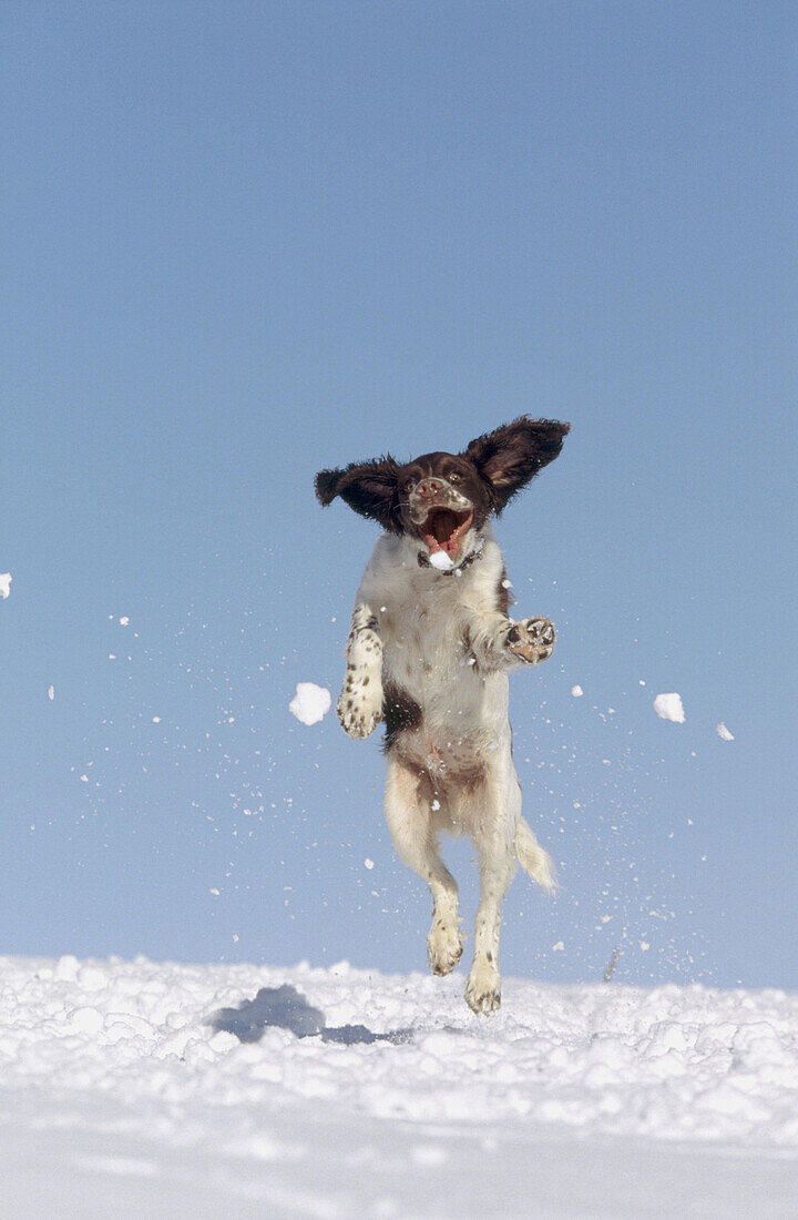 Springer Spaniel puppy (4 months old) jumping in air to catch snow. Scotland