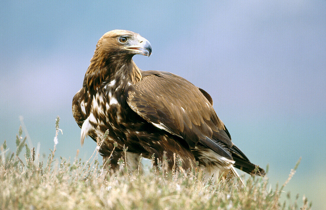 Golden eagle (Aquila chrysaetos). Feeding on ground. Cairngorms National Park. Scotland. UK