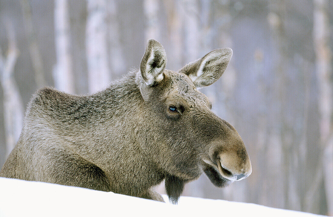 Elk or moose (Alces Alces). Female restig on snow. Norway
