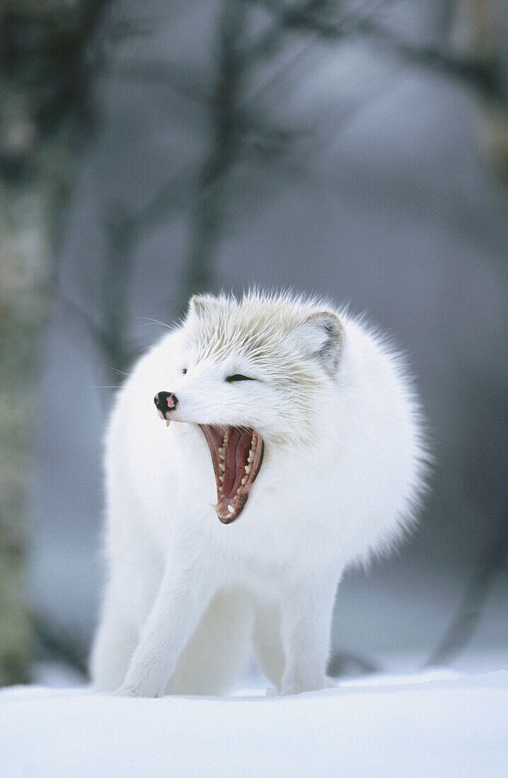Artic fox (Alopex lagopus). Adult Yawing in winter coat. Norway
