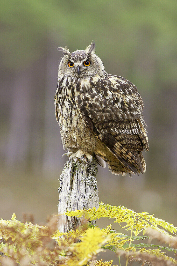 Eagle Owl (Bubo bubo), perched on pine stump. Scotland. UK.