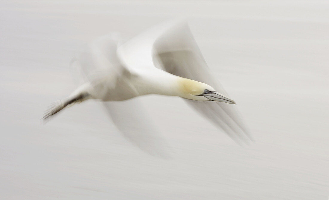 Gannet (Sula bassana) adult in flight showing movement. Scotland. UK