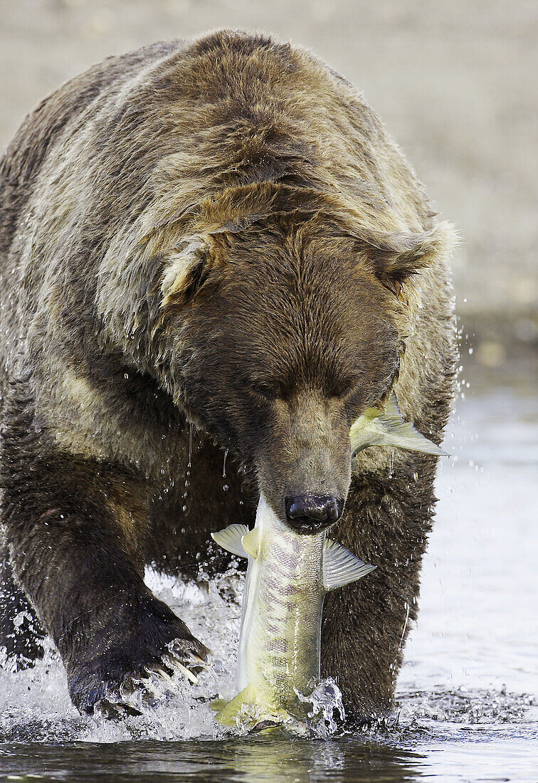Grizzly Bear (Ursus horribilis) male with freshly caught salmon, Katmai National Park, Alaska, USA.