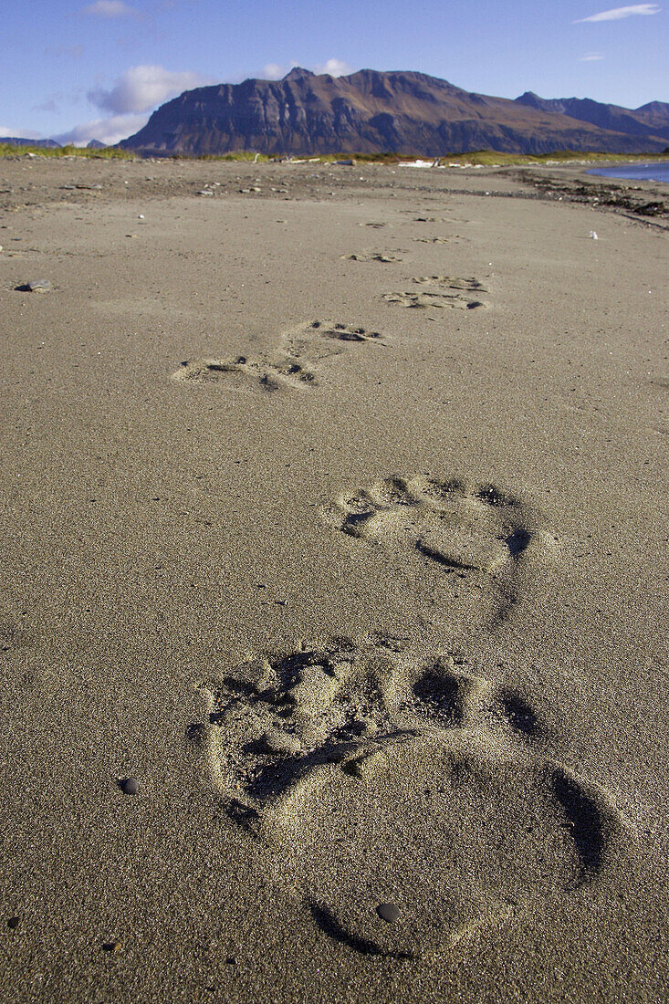 Grizzly Bear (Ursus horribilis) footprints in sand. Katmai National Park, Alaska, USA.