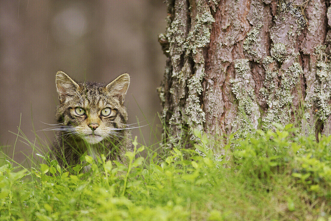Scottish Wildcat (Felis sylvestris), portrait of male in pine forest. Scotland, UK.