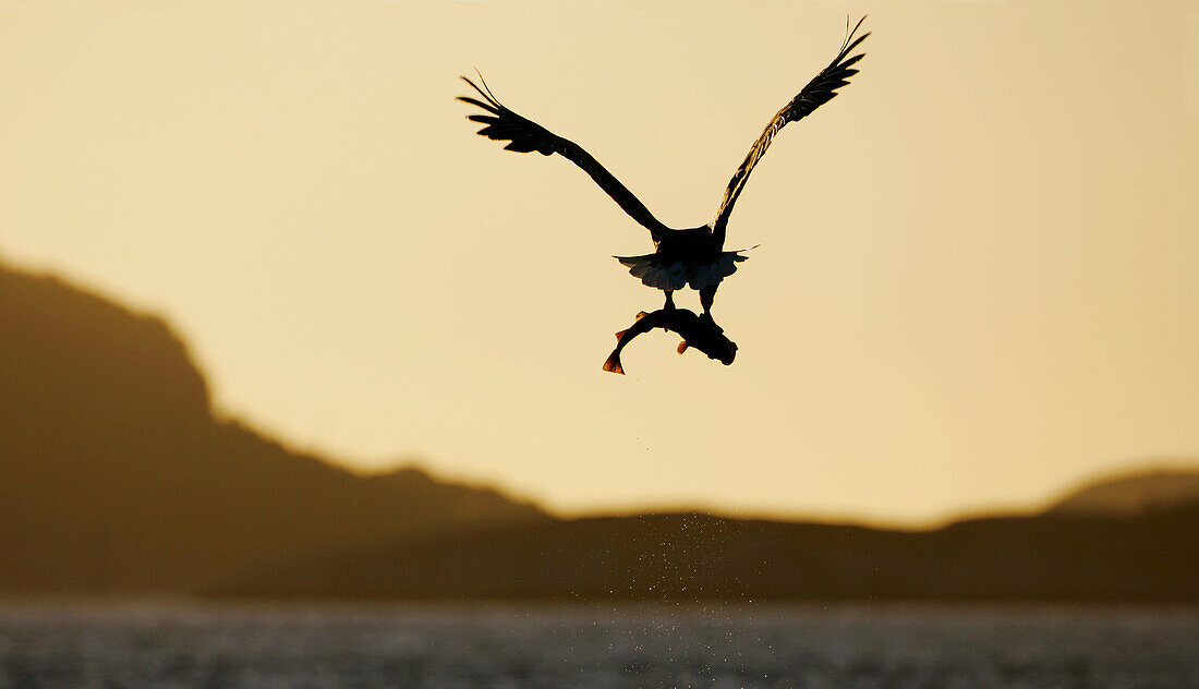 White-tailed Eagle (Haliaeetus albicilla) silhouetted in flight at sunset, carrying fish. Norway.