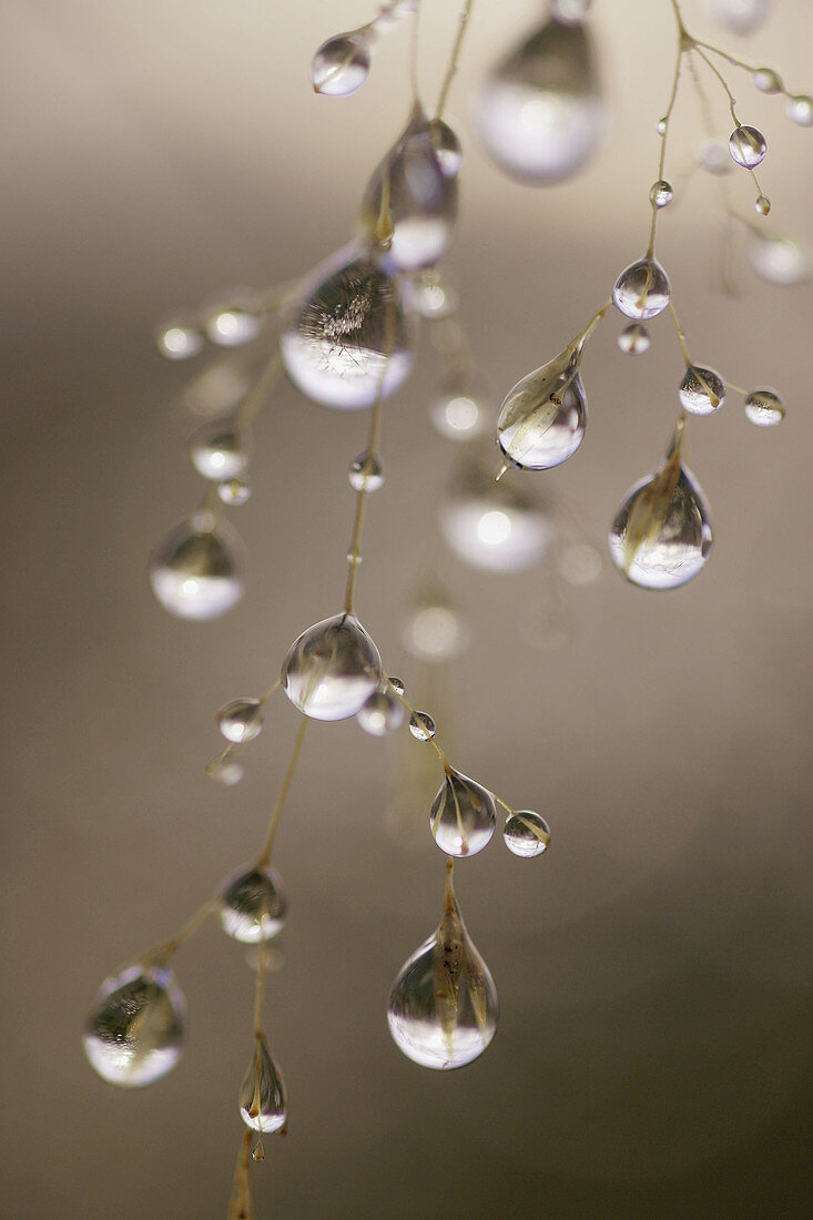 Close-up of water (rain) droplets on grass stems. Scotland. UK.