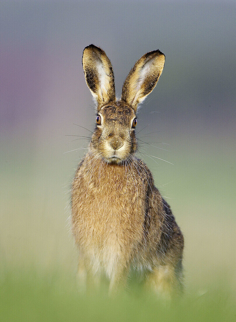 Brown Hare (Lepus capensis) portrait of adult in grass field in early morning light. Scotland.