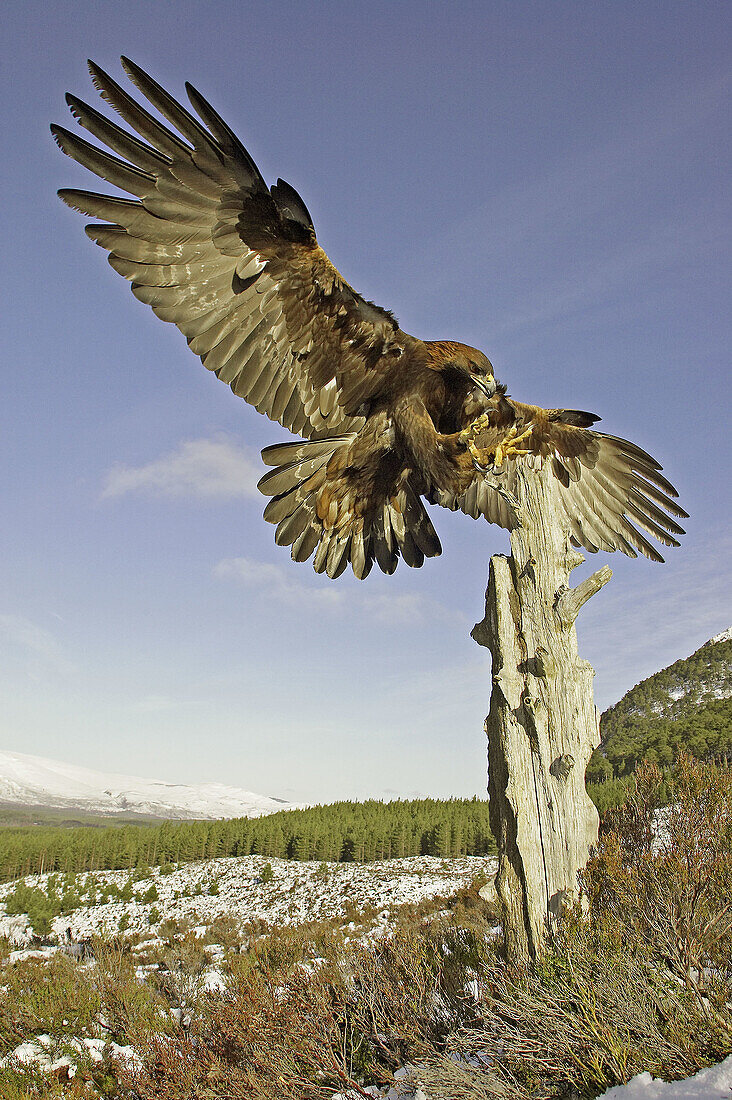 Golden Eagle (Aquila chrysaetos) adult alighting on dead pine stump on moorland. Scotland. (captive-bred bird)