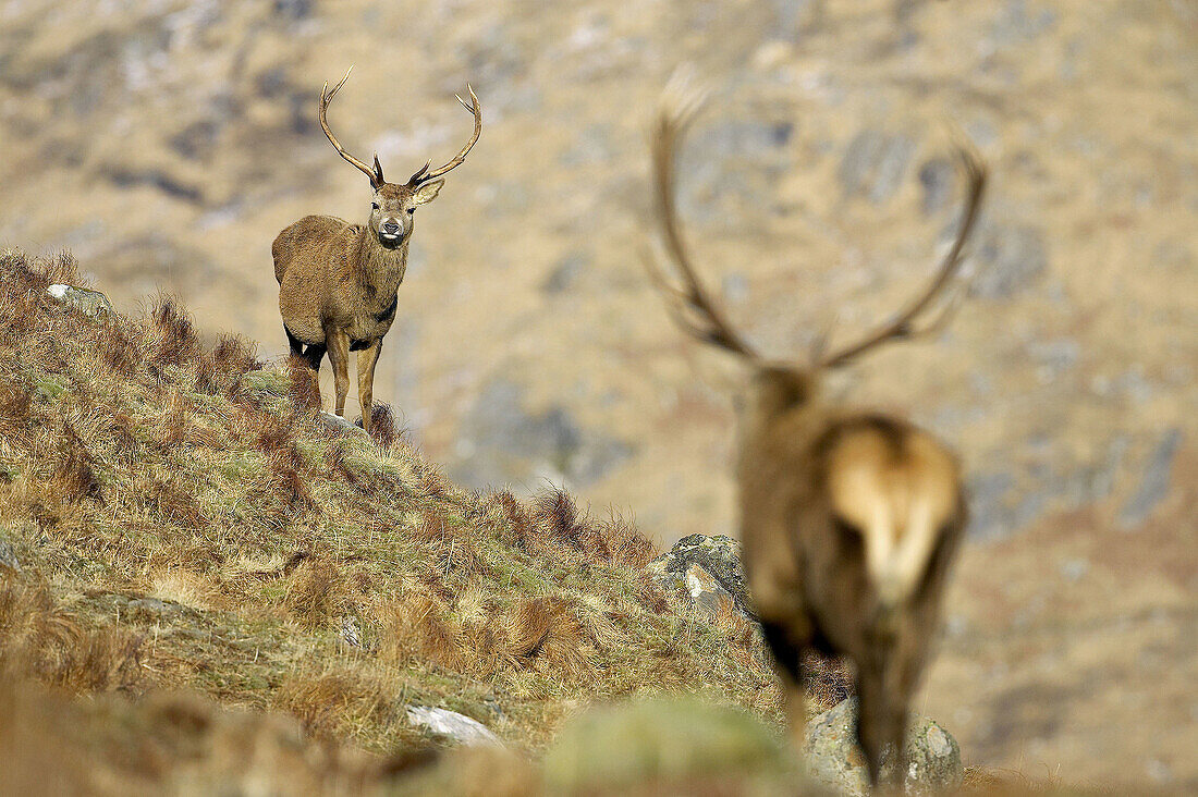 Red Deer (Cervus elaphus) stag approaching smaller rival stag. Scotland.