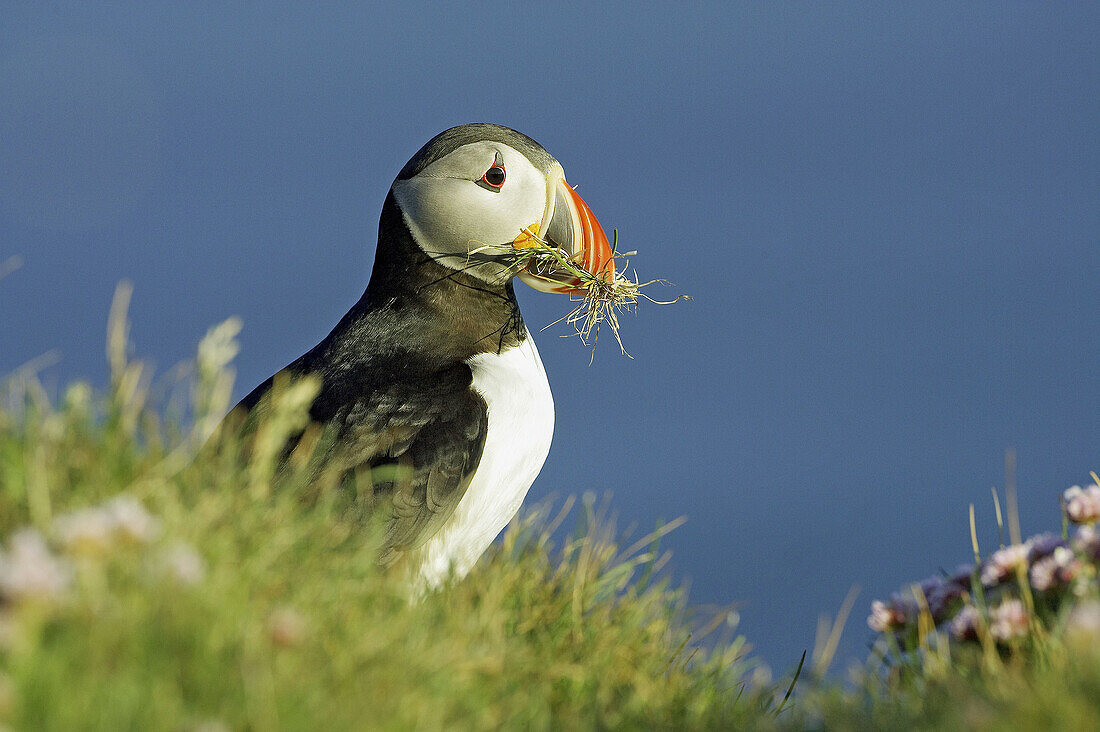 Atlantic Puffin (Fratercula arctica) adult with nest material on grassy cliff top. Iceland.