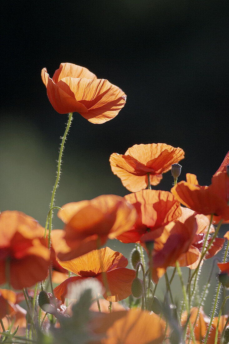 Common Poppy (Papaver rhoeas) - red petals backlit in early morning light. Scotland. July 2005.