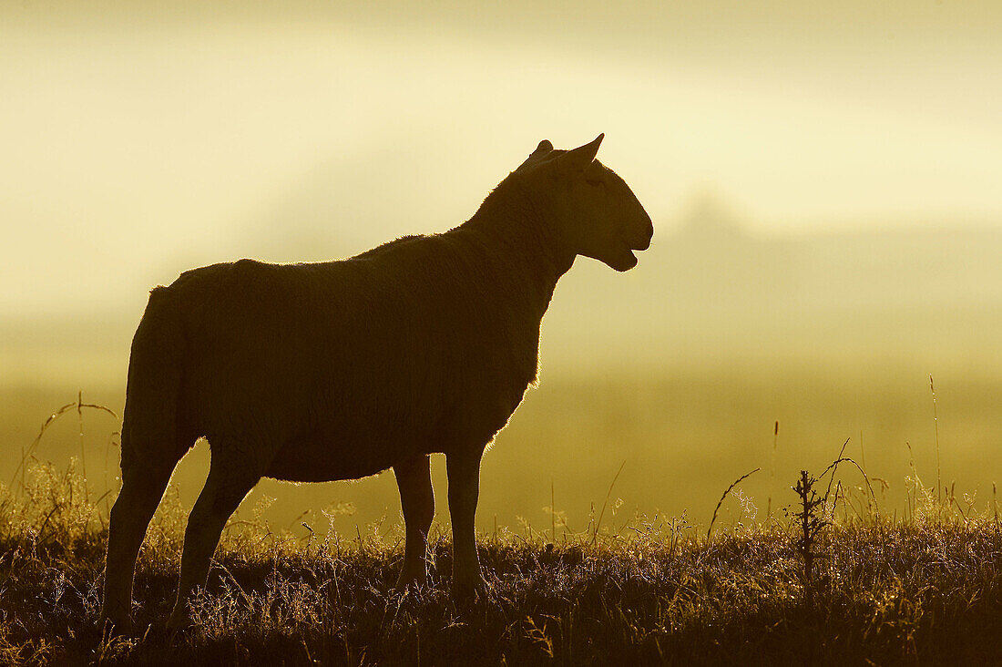 Silhouette of sheep in early morning light. Scotland. UK.