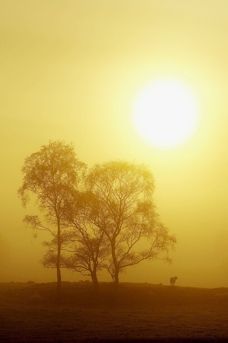 Silver Birch trees (Betula pendula) & sheep in mist at sunrise. Scotland.