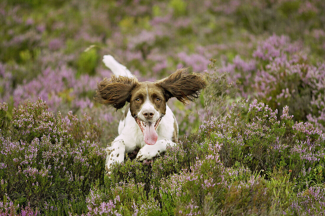 English Springer Spaniel dog running across heather moor in late summer. Scotland.