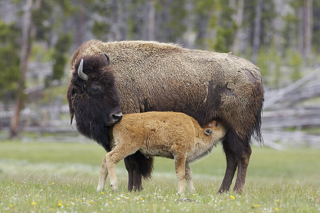 Bison (Bison bison) adult female suckling young calf. Yellowstone National Park, USA.