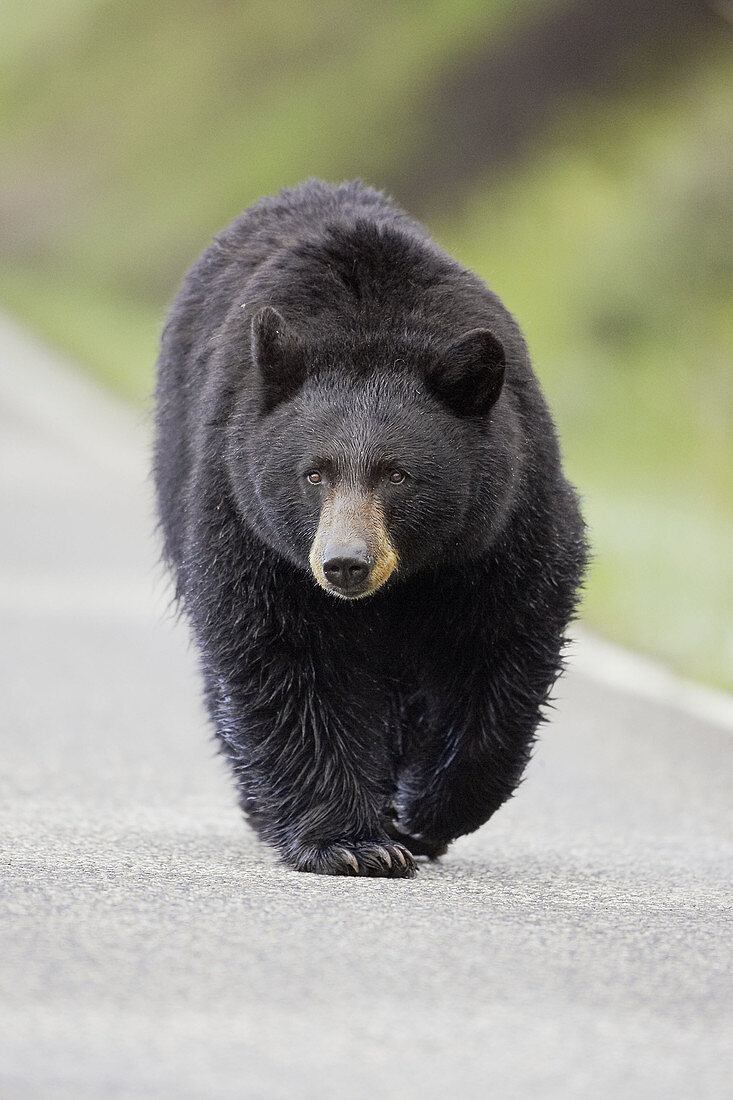 Black Bear (Ursus americanus) walking along tarmac road. Yellowstone National Park, Wyoming, USA. June 2005.