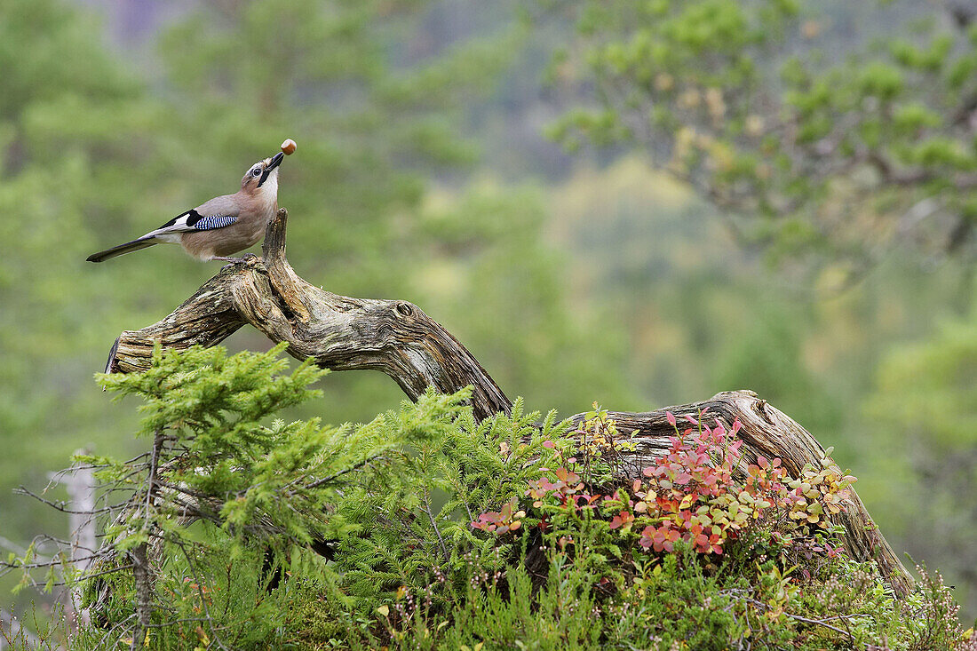 European Jay (Garrulus glandarius) feeding on acorn in autumnal forest. Norway. September 2005.