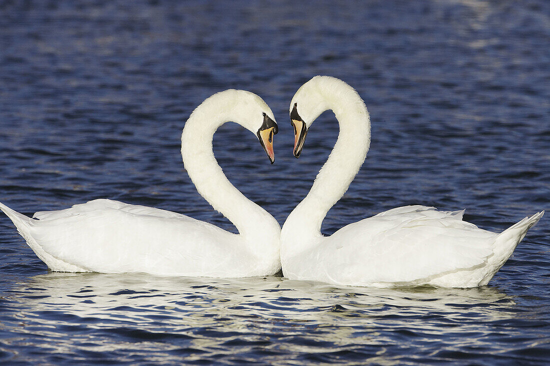 Mute Swan (Cygnus olor) pair in courtship greeting. Scotland.