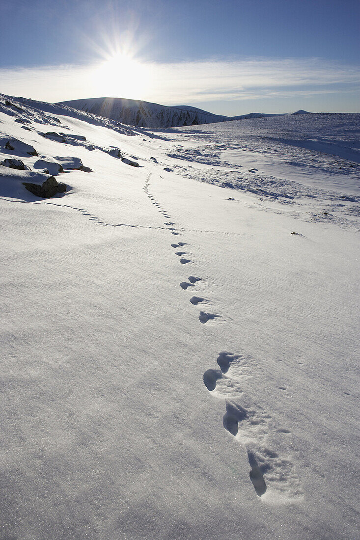 Mountain Hare (Lepus timidus) footprints in snow. Grampian Mountains. Cairngorms National Park. Scotland. Januray 2006.
