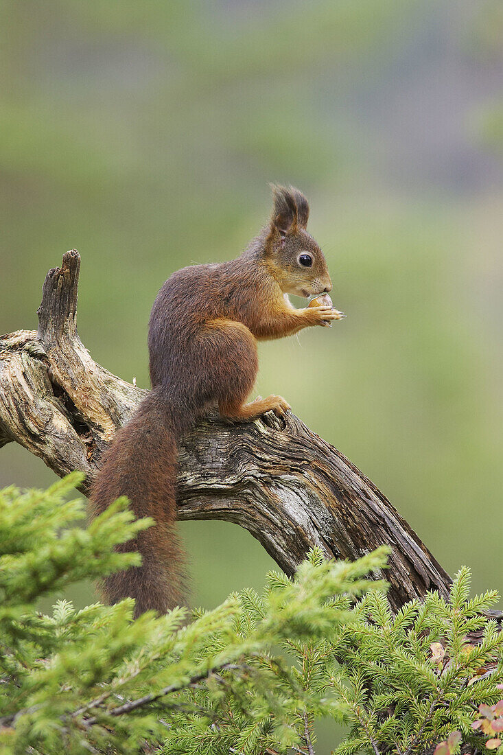Red Squirrel (Sciurus vulgaris) feeding on nut in forest. Norway. September 2005.